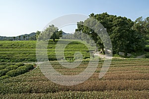 Green tea plantation