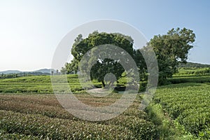 Green tea plantation