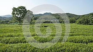 Green tea plantation