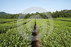 Green tea plantation