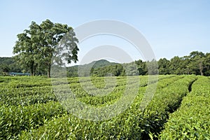 Green tea plantation