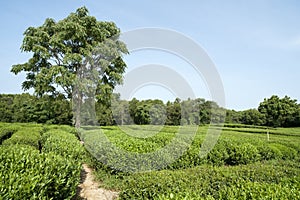 Green tea plantation