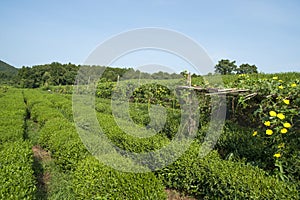 Green tea plantation