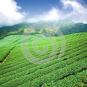 Green tea plantation