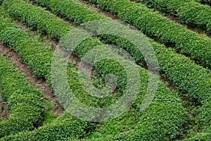 Green Tea plantation in Boseong town in Jeollanamdo province of South Korea