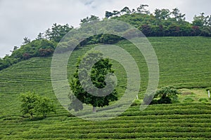 Green Tea plantation in Boseong town in Jeollanamdo province of South Korea