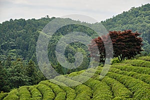 Green Tea plantation in Boseong town in Jeollanamdo province of South Korea