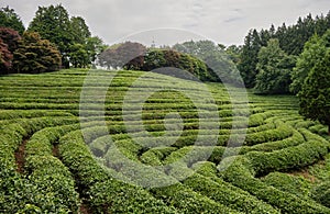 Green Tea plantation in Boseong town in Jeollanamdo province of South Korea