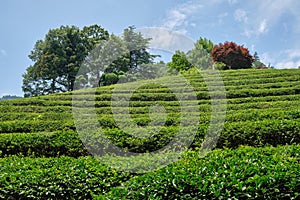 Green Tea plantation in Boseong town in Jeollanamdo province of South Korea