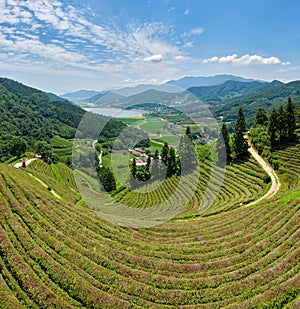 Green Tea plantation in Boseong town in Jeollanamdo province of South Korea