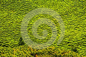 Green Tea Plantation, Cameron Highlands, Malaysia