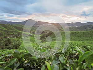 Green tea plantation Cameron highlands, Malaysia