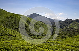 Green tea plantation cameron highlands valley view