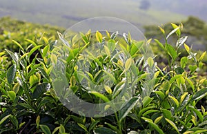 Zelený čaj plantáž 