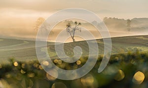 Green tea plantation in Chaingrai Thailand with tea leaves foreground and bokeh