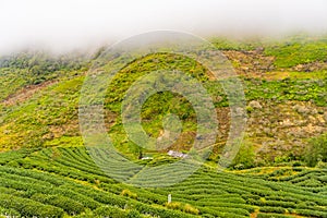 Green tea plantation farm landscape hill cultivation