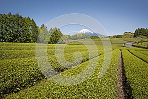 Green Tea Plantation and Fuji-san at Shizuoka