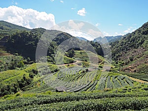 Green tea plantation