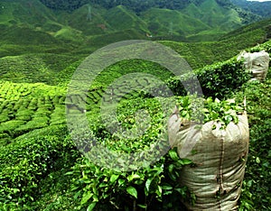 Green tea plantation landscape