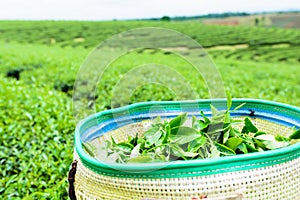 Green tea plantation landscape, green tea in basket.