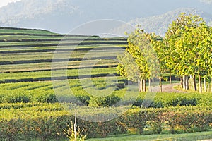Green tea plantation in nature