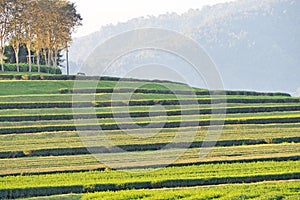 Green tea plantation in nature