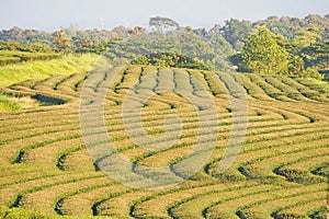 Green tea plantation in nature