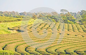 Green tea plantation in nature