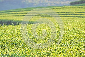 Green tea plantation in nature