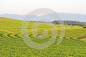 Green tea plantation in nature