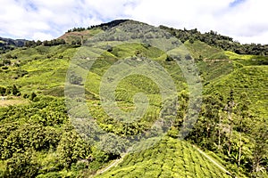 Green Tea Plantations at Cameroon Highlands, Malaysia