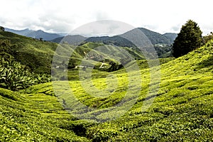 Green Tea Plantations at Cameroon Highlands, Malaysia