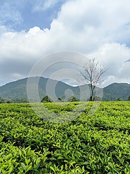 green tea plantations at the foot of the mountain