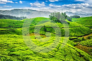 Green tea plantations in India