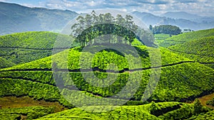 Green tea plantations in India