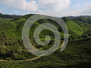 Green tea plantations in Malaysia