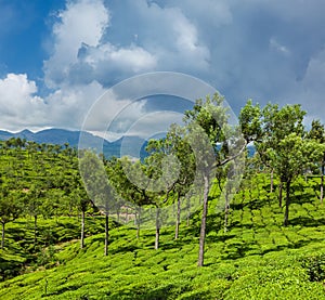 Green tea plantations in Munnar, Kerala, India