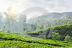 Green tea plantations in Munnar, Kerala, India