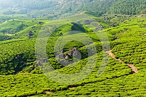 Green tea plantations in Munnar, Kerala, India