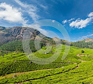 Green tea plantations in Munnar, Kerala, India