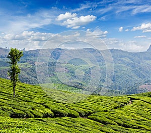 Green tea plantations in Munnar, Kerala, India