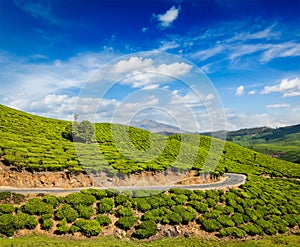 Green tea plantations in Munnar, Kerala, India