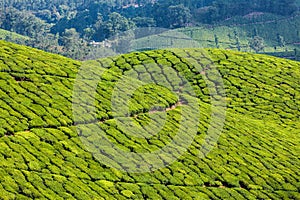 Green tea plantations in Munnar, Kerala, India