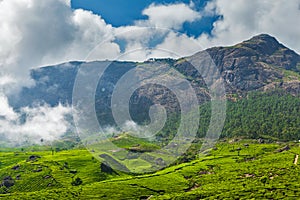 Green tea plantations in Munnar, Kerala, India