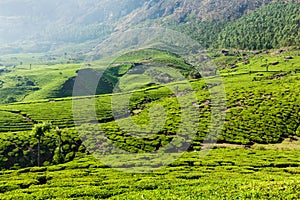 Green tea plantations in Munnar, Kerala, India