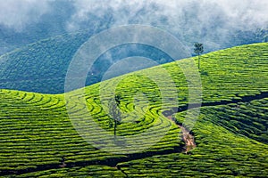 Green tea plantations in Munnar, Kerala, India