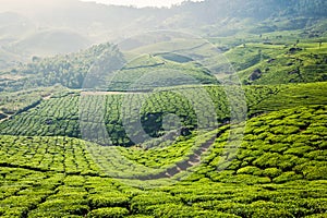 Green tea plantations in Munnar, Kerala, India