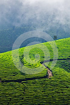 Green tea plantations in Munnar, Kerala, India