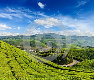 Green tea plantations in Munnar, Kerala, India