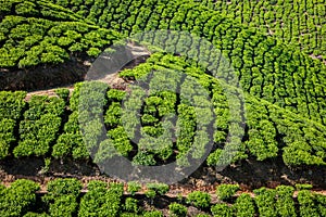 Green tea plantations in Munnar, Kerala, India